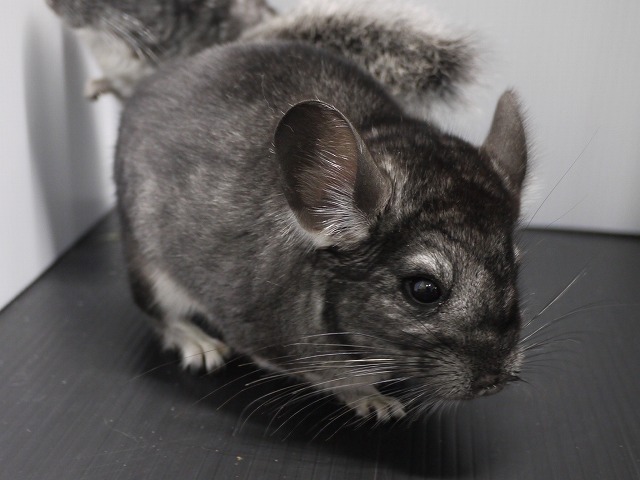 『ＳＯＬＤ　ＯＵＴ』　チンチラ