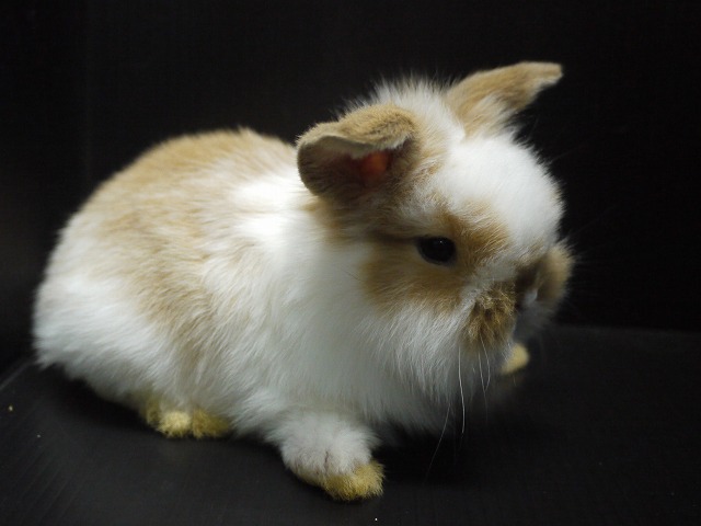 『ＳＯＬＤ　ＯＵＴ』　アメリカンファジーロップ