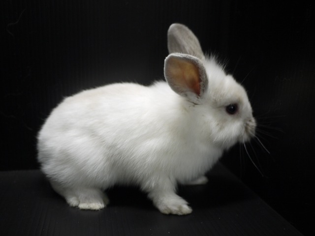 『ＳＯＬＤ　ＯＵＴ』　ホーランドロップイヤーラビット　女の子