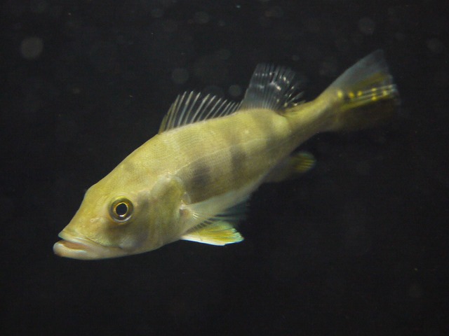 『ＳＯＬＤ　ＯＵＴ』　キクラ　モノクルス