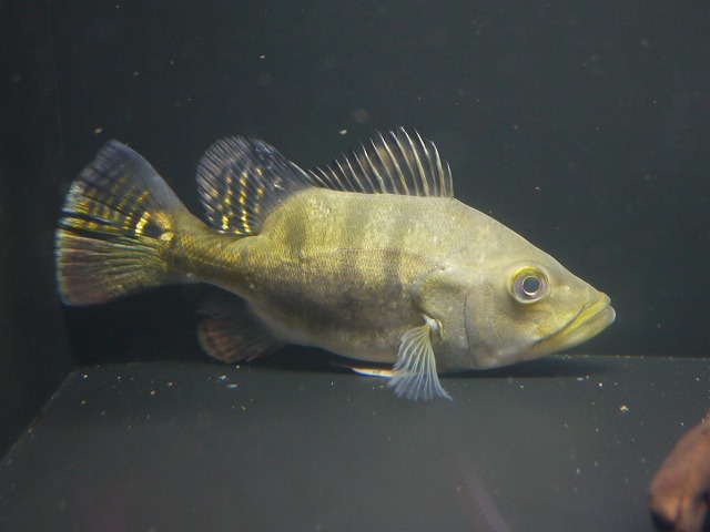 『ＳＯＬＤ　ＯＵＴ』　ショートボディー　キクラテメンシス