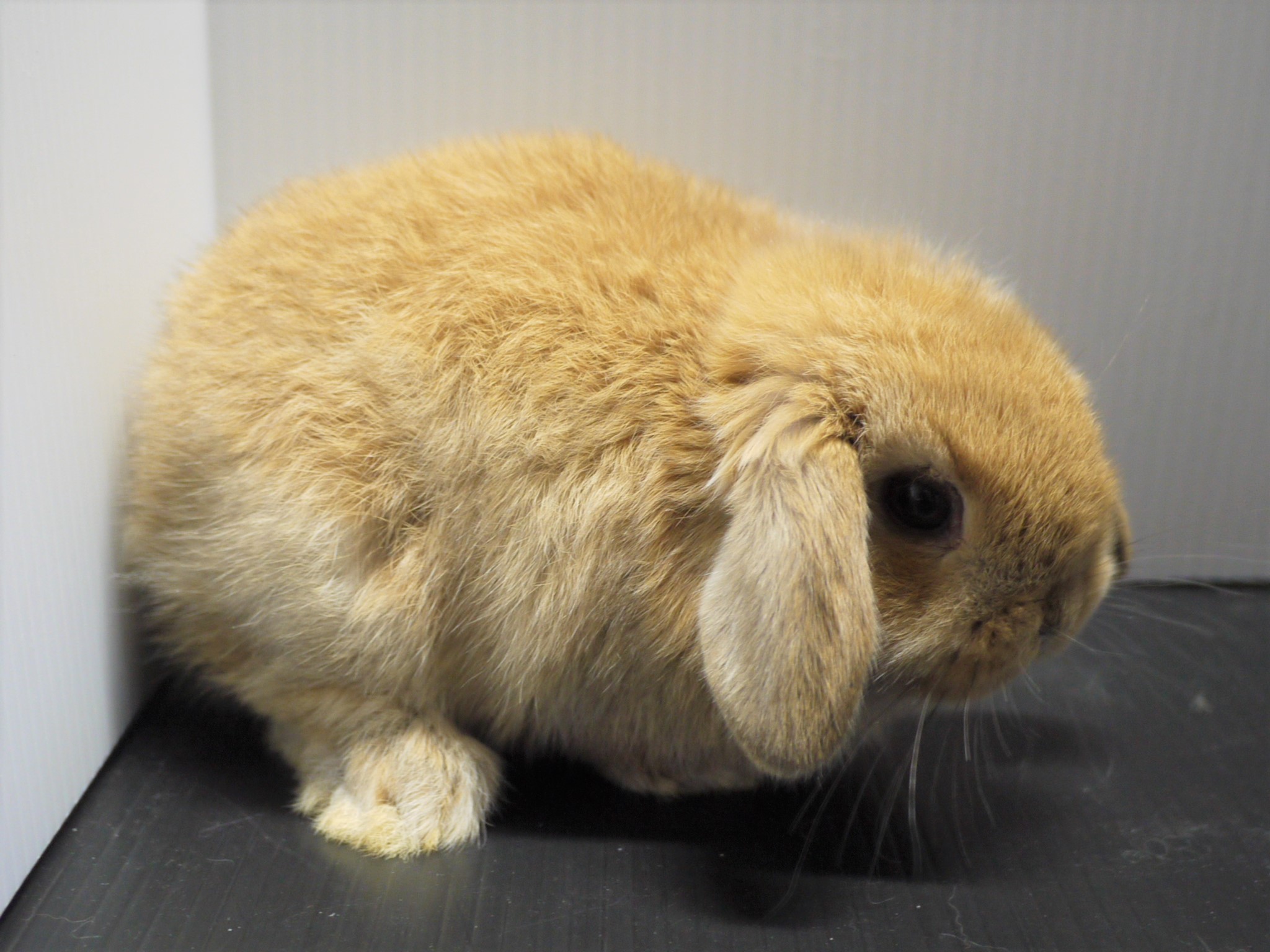 『ＳＯＬＤ　ＯＵＴ』　ロップイヤーラビット　女の子