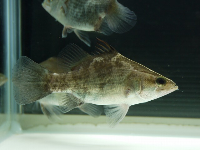 『ＳＯＬＤ　ＯＵＴ』　ショートボディー　バラマンディー