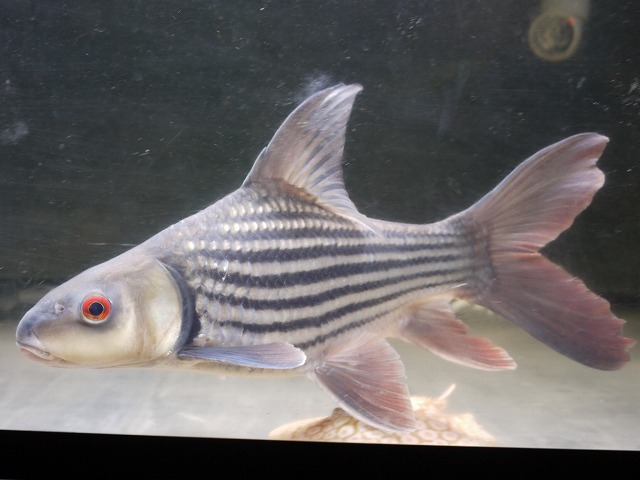 『ＳＯＬＤ　ＯＵＴ』　ショートボディー　タイガーバルブ