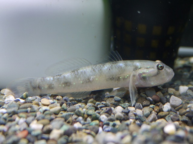 『ＳＯＬＤ　ＯＵＴ』　ブルースポットゴビー