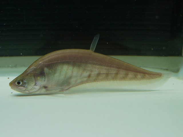 アルビノ スポッテッド ナイフフイッシュ 約40cm