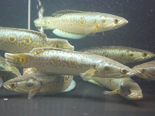 『ＳＯＬＤ　ＯＵＴ』　フラワートーマン