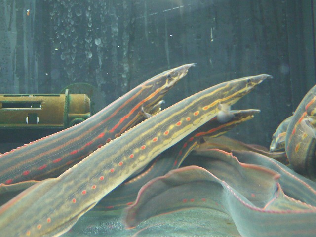 『ＳＯＬＤ　ＯＵＴ』　ファイヤースパイニーイール