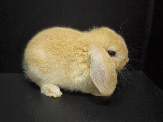 『ＳＯＬＤ　ＯＵＴ』　ロップイヤーラビット　男の子