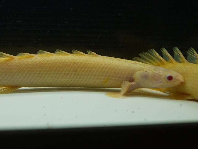 『ＳＯＬＤ　ＯＵＴ』　アルビノ　ポリプ　セネガル