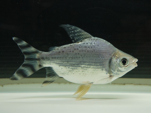 『ＳＯＬＤ　ＯＵＴ』　カラープロキロ　ショートボディー　