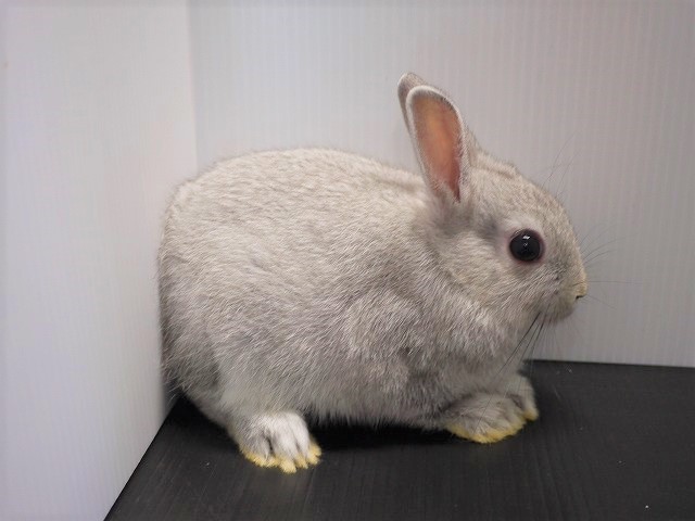 『ＳＯＬＤ　ＯＵＴ』　ミニうさぎ　女の子