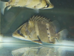 『ＳＯＬＤ　ＯＵＴ』　ダトニオプラスワン