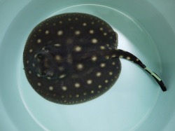 『ＳＯＬＤ　ＯＵＴ』　当店ブリード　ポルカドット　♂