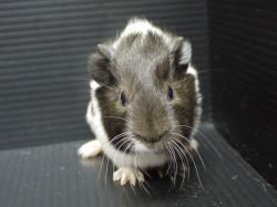 『ＳＯＬＤ　ＯＵＴ』　モルモット　アビシニアン　男の子