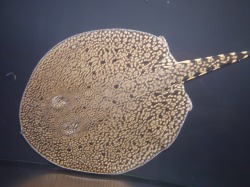 タイガースティングレー　ペア　非売品