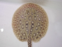 『ＳＯＬＤ　ＯＵＴ』　クロコダイルスティングレー　♂