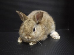 『ＳＯＬＤ　ＯＵＴ』　ミニうさぎ　男の子