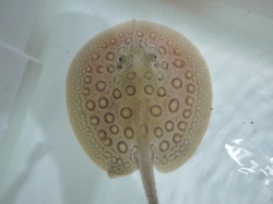 『ＳＯＬＤ　ＯＵＴ』　コロンビアモトロ　♂