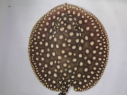 『ＳＯＬＤ　ＯＵＴ』　スモールスポットポルカ　♂