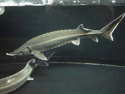 ｓｏｌｄ ｏｕｔ 超特大 ベステルチョウザメ 総合ペットショップ Buddy2