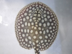 『ＳＯＬＤ　ＯＵＴ』　スモールスポット　ビッグスポットタイプ　♂