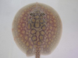 『ＳＯＬＤ　ＯＵＴ』　ハイブリットスティングレー　♀