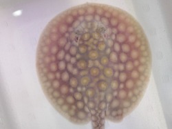 『ＳＯＬＤ　ＯＵＴ』　ハイブリッドスティングレー　♀