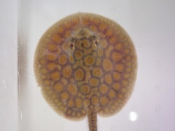 『ＳＯＬＤ　ＯＵＴ』　ハイブリットスティングレー　♂