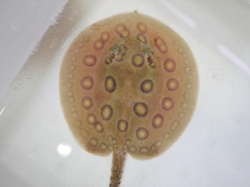 『ＳＯＬＤ　ＯＵＴ』　当店ブリード　コロンビアモトロ　♂　