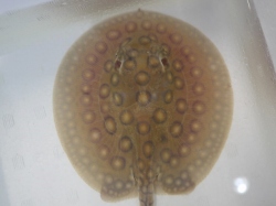 『ＳＯＬＤ　ＯＵＴ』　当店ブリード　コロンビアモトロ　♀