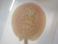 『ＳＯＬＤ　ＯＵＴ』　当店ブリード　コロンビアモトロ　♂