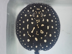 『ＳＯＬＤ　ＯＵＴ』　ダイヤモンドポルカ　♀