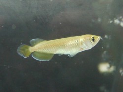 『ＳＯＬＤ　ＯＵＴ』　ノーザンバラムンディー