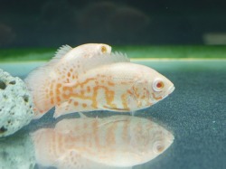 『ＳＯＬＤ　ＯＵＴ』　アルビノタイガーオスカー