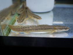 『ＳＯＬＤ　ＯＵＴ』　ポリプ　ラプラティー