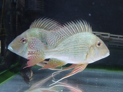 『ＳＯＬＤ　ＯＵＴ』　ショートボディー　ゲオファーガス　