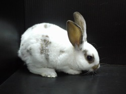 『ＳＯＬＤ　ＯＵＴ』　ミニレッキスラビット　男の子