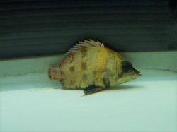 『ＳＯＬＤ　ＯＵＴ』　ニューギニアダトニオ