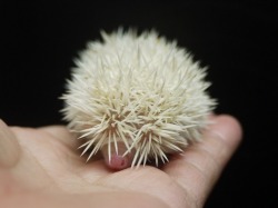 『ＳＯＬＤ　ＯＵＴ』　ピグミーハリネズミ　アルビノ　男の子