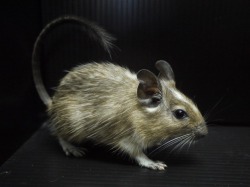 『ＳＯＬＤ　ＯＵＴ』　デグー パッチドアグーチ　女の子