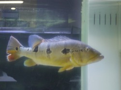 『ＳＯＬＤ　ＯＵＴ』　キクラテメンシス　ピニマ