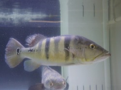 『ＳＯＬＤ　ＯＵＴ』　キクラテメンシス　アラグアイアブルー