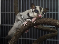 『ＳＯＬＤ　ＯＵＴ』　 フクロモモンガ　男の子