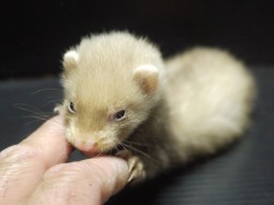 『ＳＯＬＤ　ＯＵＴ』　パスバレーフェレット　バタースコッチ