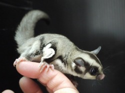 『ＳＯＬＤ　ＯＵＴ』　フクロモモンガ　女の子