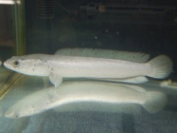 プラチナカムルチー