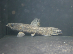 『ＳＯＬＤ　ＯＵＴ』　ブラックタライロン