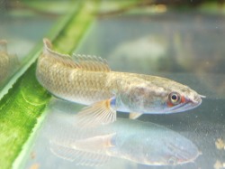 『ＳＯＬＤ　ＯＵＴ』　アイスファイヤースネークヘッド