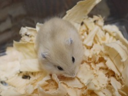 『ＳＯＬＤ　ＯＵＴ』　ジャンガリアンハムスター　プディング